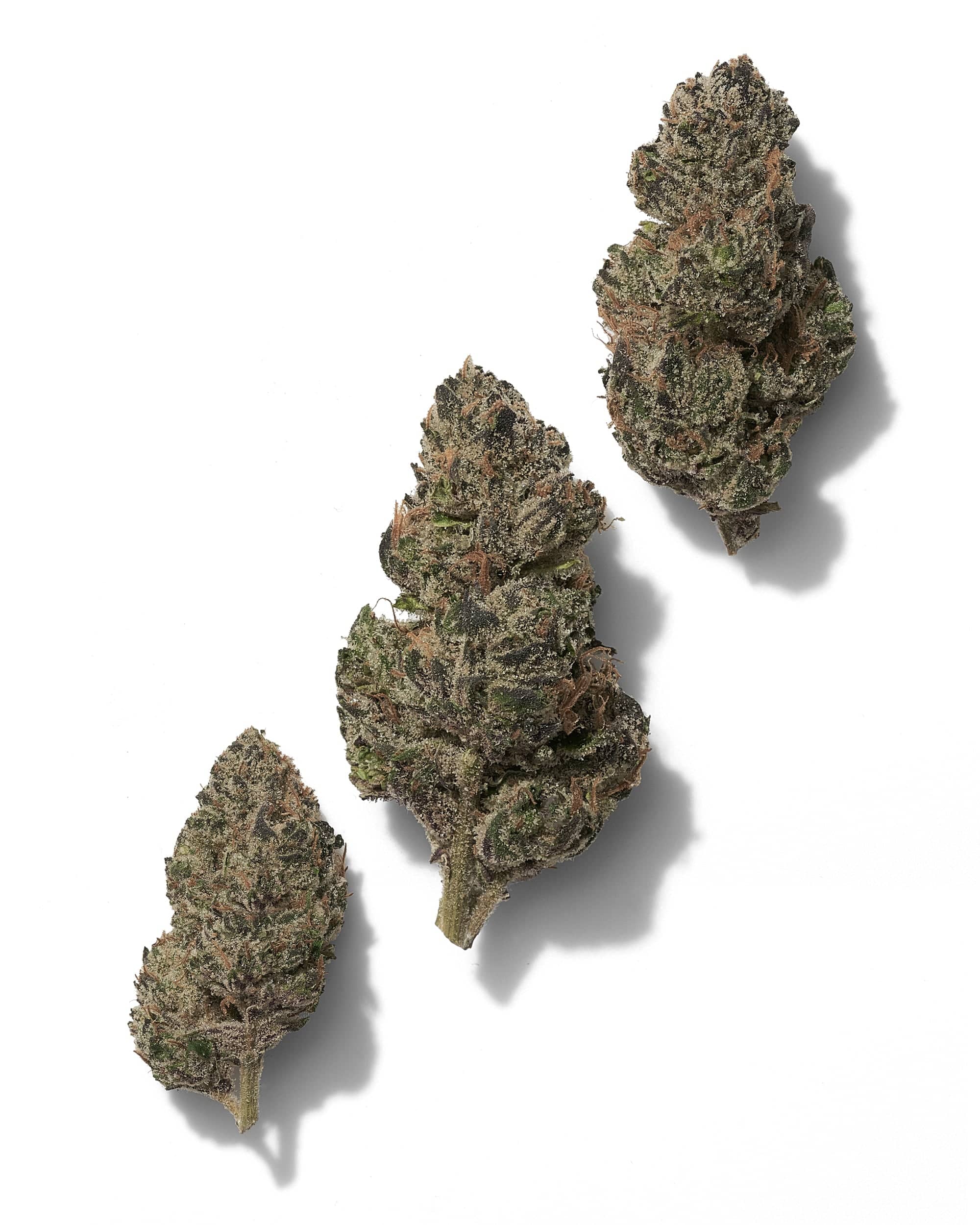 BISCOTTI RUNTZ (INDOOR) THC-A Flower - Image 2