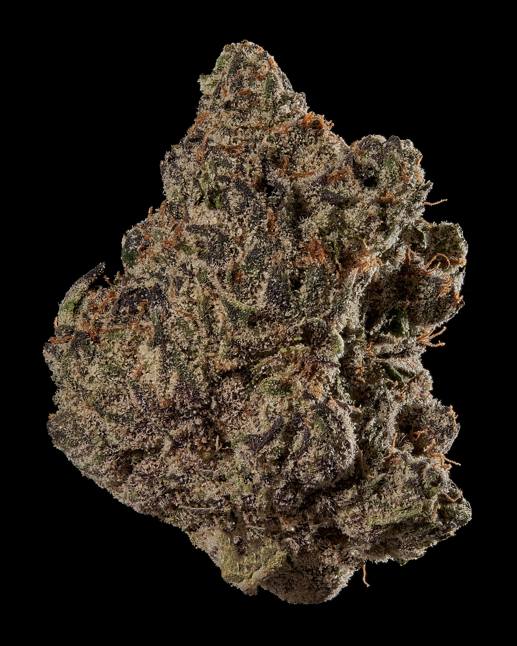 BOSTON GEORGE (EXOTIC) THC-A Flower - Image 3