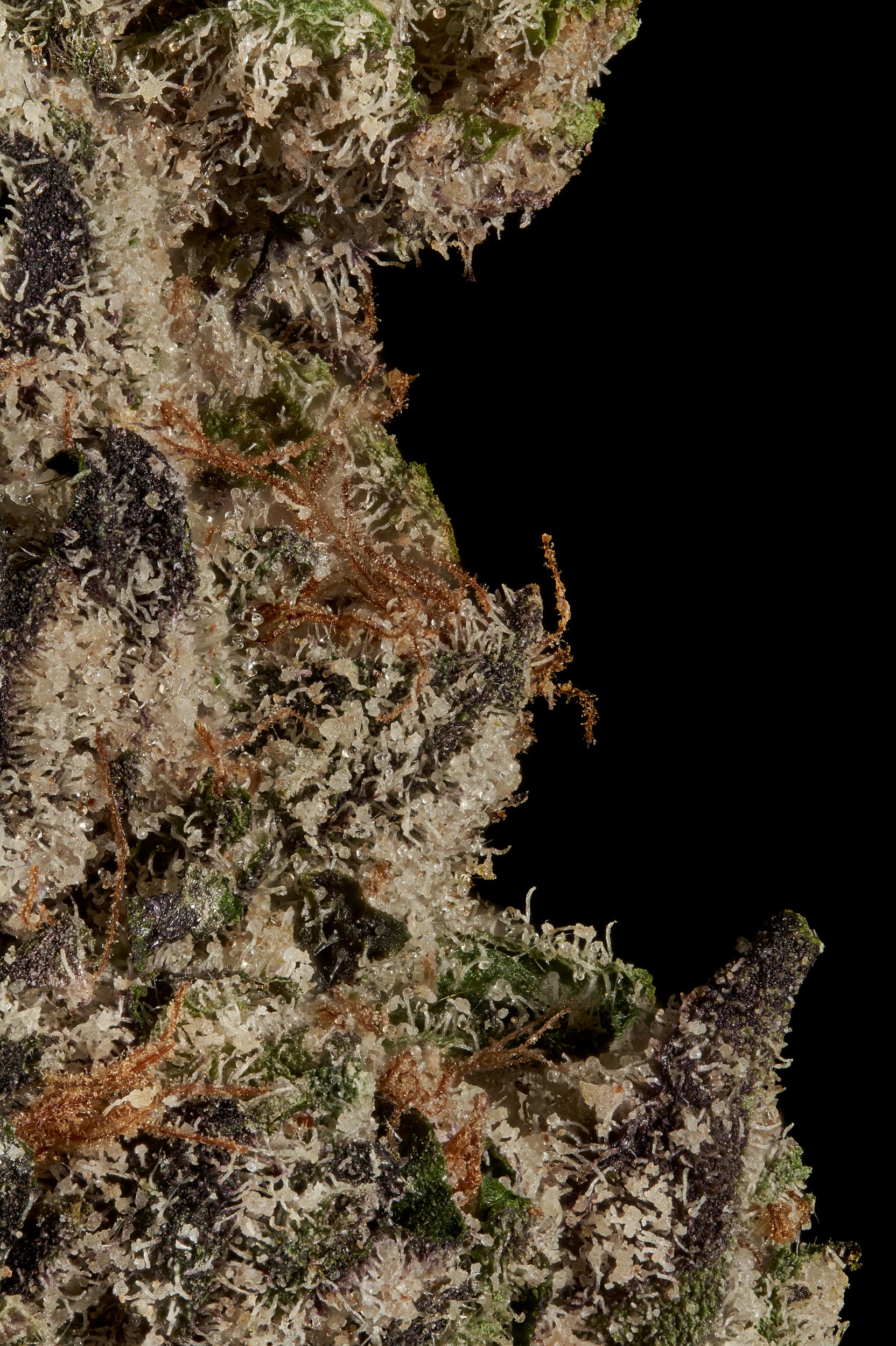 BOSTON GEORGE (EXOTIC) THC-A Flower - Image 4