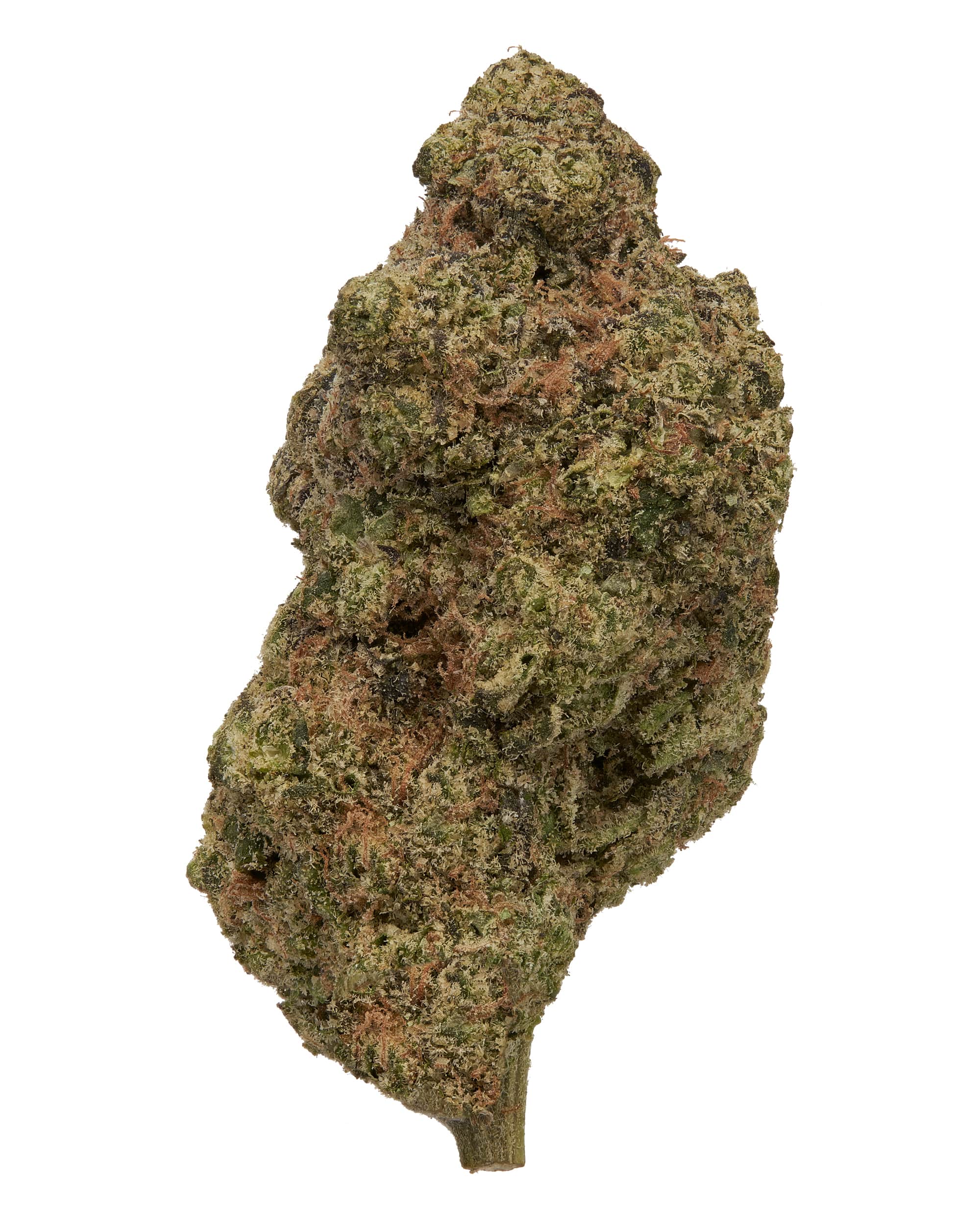 Indica